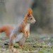 Red Squirrel_4 